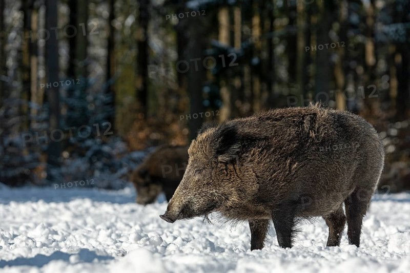Wild boar (Sus scrofa) enjoying the warming winter sun with closed eyes, snow, Germany