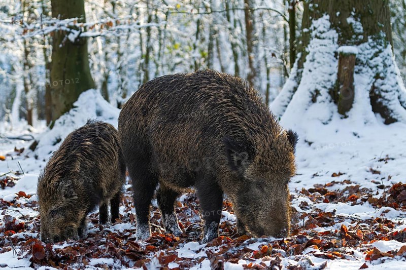 A wild boar (Sus scrofa) searches for food in the beech leaves with a young boar from the previous year, winter, snow cover, Germany