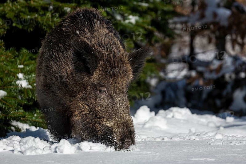 A wild boar (Sus scrofa) has left its daytime den in the best daylight and is looking for food in the fresh snow, winter, Germany
