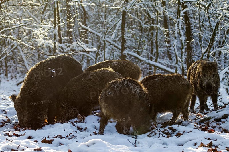 A herd of wild boar (Sus scrofa) searches for beechnuts under the snow between beech leaves, winter, snow, winter forest, Germany