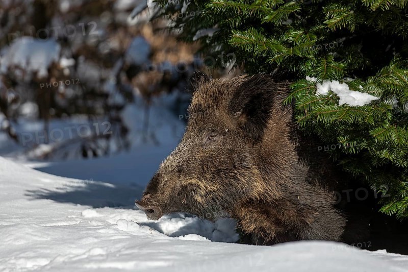 The wild boar (Sus scrofa) cautiously leaves its sleeping place under the sweeping branches of a spruce tree, winter, fresh snow, snow cover, resting place, Germany