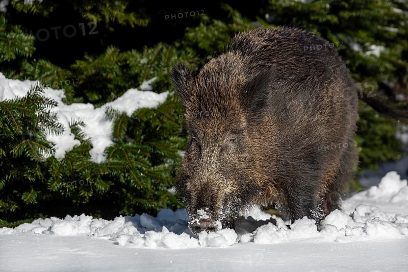 A wild boar (Sus scrofa) in about 15cm of fresh snow, unfortunately such weather conditions are rarely granted to us here in northern Germany, winter, Germany