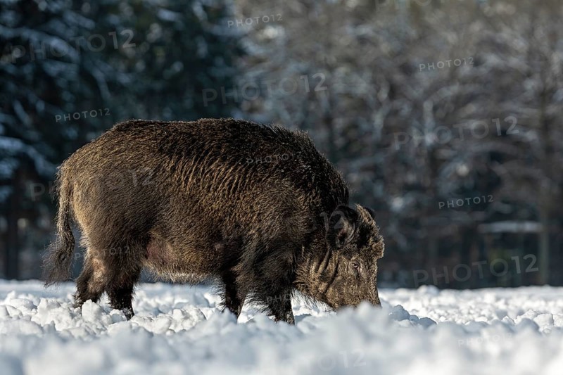 Wild boar (Sus scrofa) with conspicuous loss of fur on the head, disease, illness, mange, hair loss, winter, snow, Germany