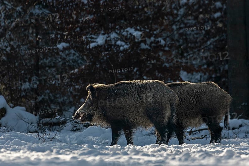 Two wild boar (Sus scrofa) in winter on a forest meadow, snow, winter sun, Germany