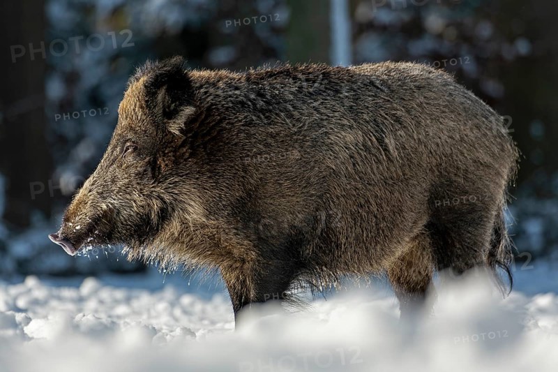 The warming winter sun makes the wild boar (Sus scrofa) tired, sleep, winter, snow, Germany