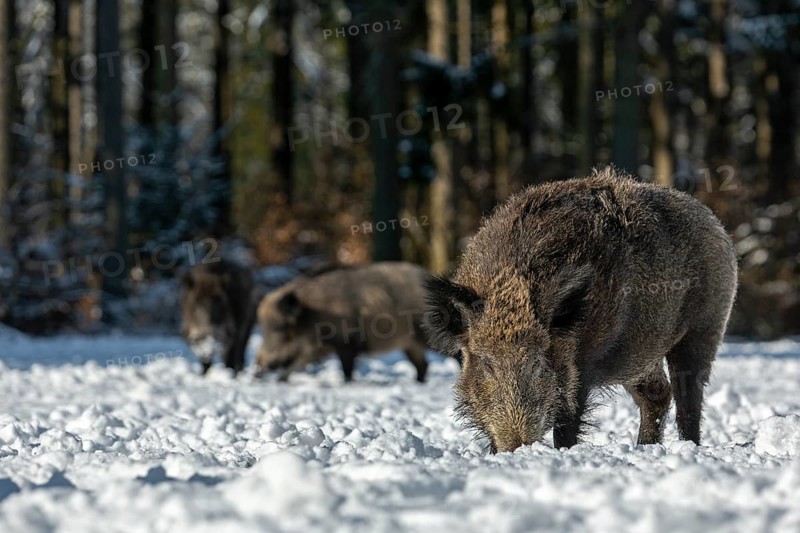 The warming winter sun attracts some wild boars (Sus scrofa) to a snow-covered forest meadow, snow, Germany