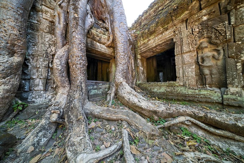 Tetrameles (Tetrameles nudiflora), tree conquers with its roots the ruins of the temple complex of Ta Prohm, Angkor Thom, UNESCO World Heritage Site, Siem Reap, Cambodia