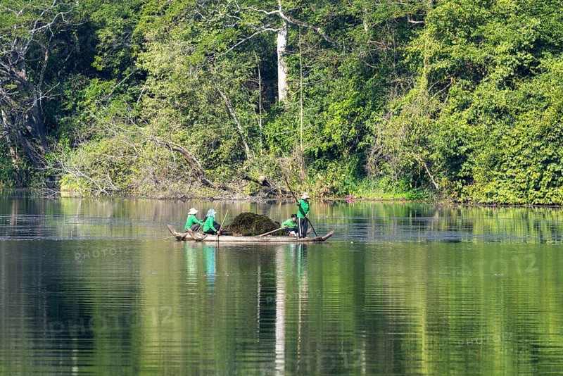 Women harvest seagrass, water channel in Angkor Thom, UNESCO World Heritage Site, Siem Reap, Cambodia