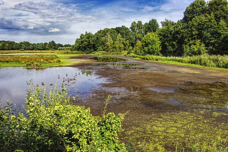Shallow water area of De Wittsee with thick riparian vegetation and extensive skies on a quiet day, Nettetal