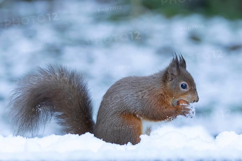 Red squirrel (Sciurus vulgaris) adult animal eating a hazel nut in snow in winter, England, United Kingdom