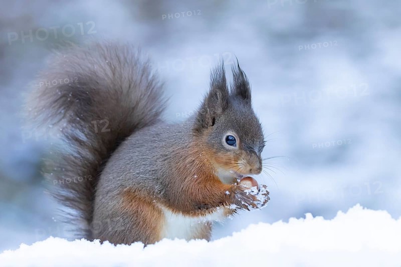 Red squirrel (Sciurus vulgaris) adult animal feeding on a hazel nut in snow in winter, England, United Kingdom