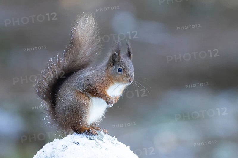 Red squirrel (Sciurus vulgaris) adult animal on a snow covered stone wall in winter, England, United Kingdom