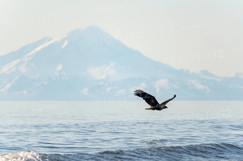 Bald eagle (Haliaeetus leucocephalus) in flight, Anchor Point at Cook Inlet, snow-covered mountain peaks of the Aleutian chain with Mount Redoubt in the background, Anchor River State Recreation Area, Alaska, USA