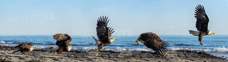 Bald eagle (Haliaeetus leucocephalus) taking off from the beach, photomontage of the individual moments of the entire take-off, Anchor Point, Cook Inlet, Anchor River State Recreation Area, Alaska, USA