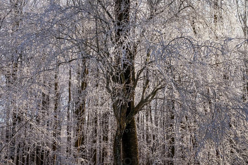 Wintery forest with hoarfrost on Königstuhl mountain, Rhein-Neckar district, Baden-Württemberg, Germany
