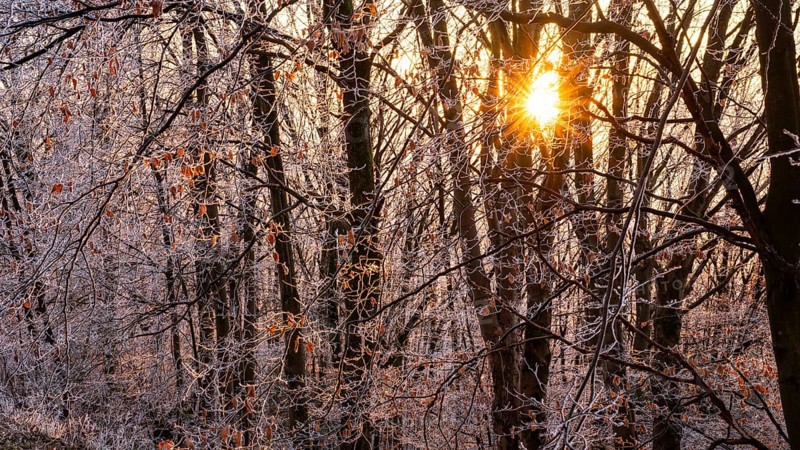 Wintery forest with hoarfrost on Königstuhl mountain, evening light, sunset, Rhein-Neckar district, Baden-Württemberg, Germany
