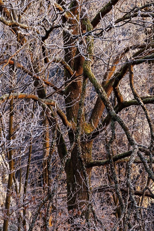 Wintery forest with hoarfrost on Königstuhl mountain, tree, Rhein-Neckar district, Baden-Württemberg, Germany