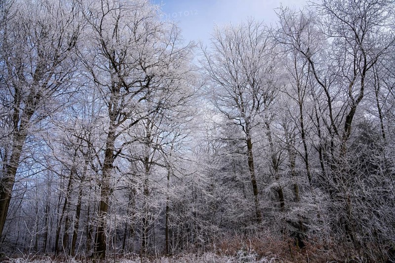 Wintery forest with hoarfrost on Königstuhl mountain, old beech trees, Rhein-Neckar district, Baden-Württemberg, Germany