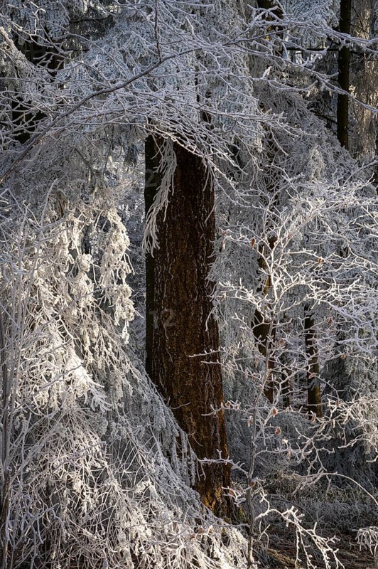 Wintery forest with hoarfrost on Königstuhl mountain, tree trunk, Rhein-Neckar district, Baden-Württemberg, Germany