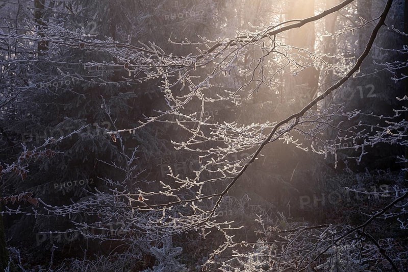 Wintery forest with hoarfrost on Königstuhl mountain, branch against light. Rhein-Neckar District, Baden-Württemberg, Germany