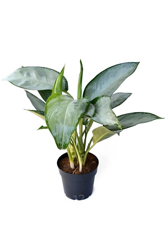 Potted Aglaonema Silverado Chinese Evergreen houseplant with silver leaves on white background