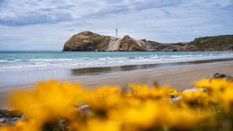 Castlepoint Beach with lighthouse on the rock, sea, yellow blooming gazanies in the foreground. Castlepoint, Wairarapa Coast, Wellington Region, North Island, New Zealand