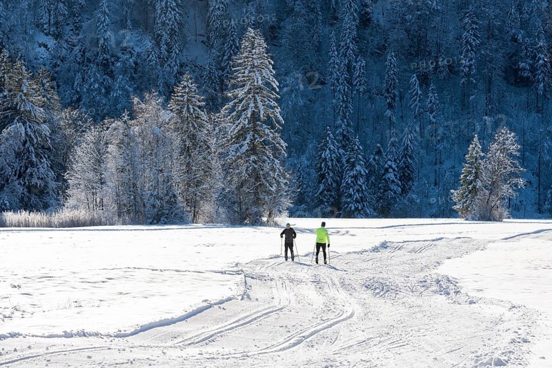 Two skiers together on snowy fields surrounded by snow-covered trees, cross-country skiing, near Schwangau, Ostallgäu, Allgäu, Bavaria, Germany