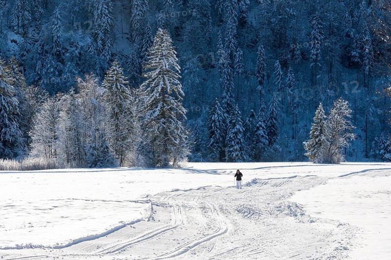 Snowy landscape with lonely person on snowfield surrounded by snow-covered forest, cross-country skiing, near Schwangau, Ostallgäu, Allgäu, Bavaria, Germany