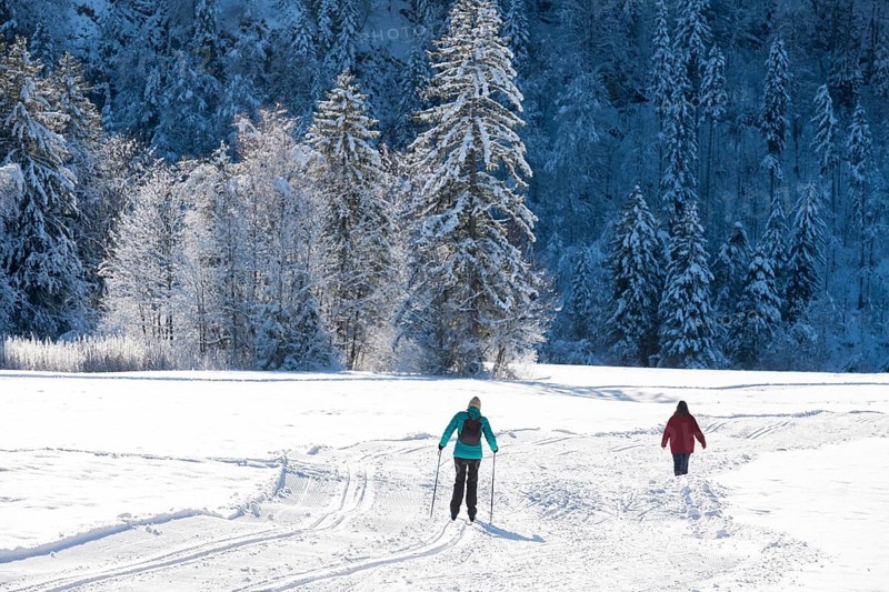 People skiing through a snowy winter landscape on the edge of a forest, cross-country skiing, near Schwangau, Ostallgäu, Allgäu, Bavaria, Germany
