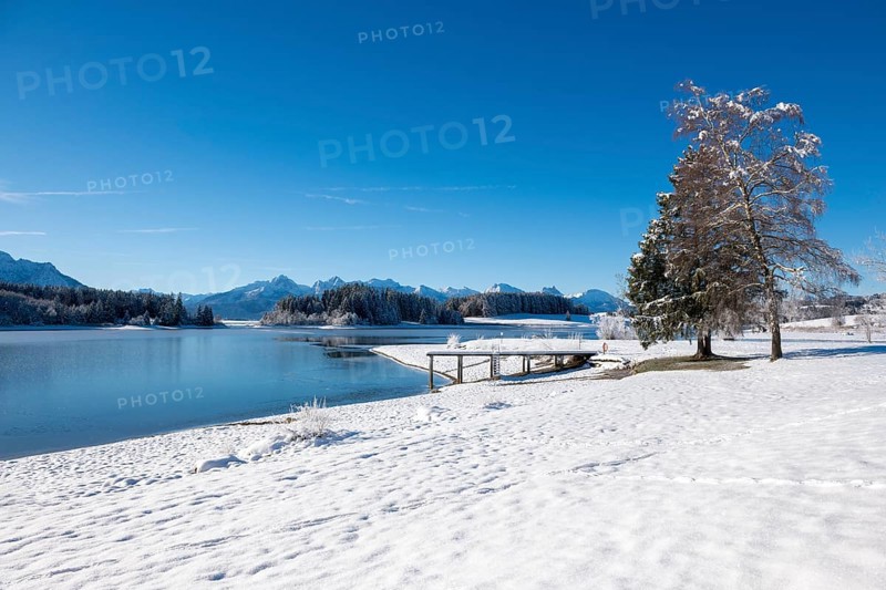 Snowy shore area with a jetty and a tree at the lake, Forggensee near Roßhaupten, Ostallgäu, Allgäu, Bavaria, Germany