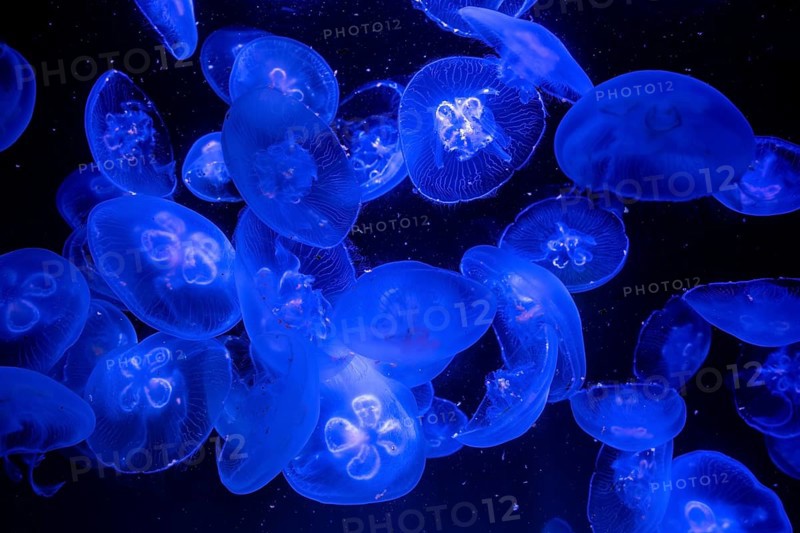 Jellyfish, moon jellyfish (Aurelia aurita) in the Ozeaneum, Hanseatic city of Stralsund, Mecklenburg-Western Pomerania, Germany
