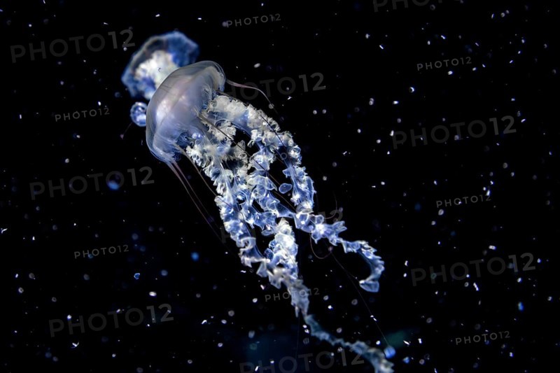 Jellyfish, compass jellyfish (Chrysaora hysoscella), Ozeaneum, Hanseatic City of Stralsund, Mecklenburg-Western Pomerania, Germany