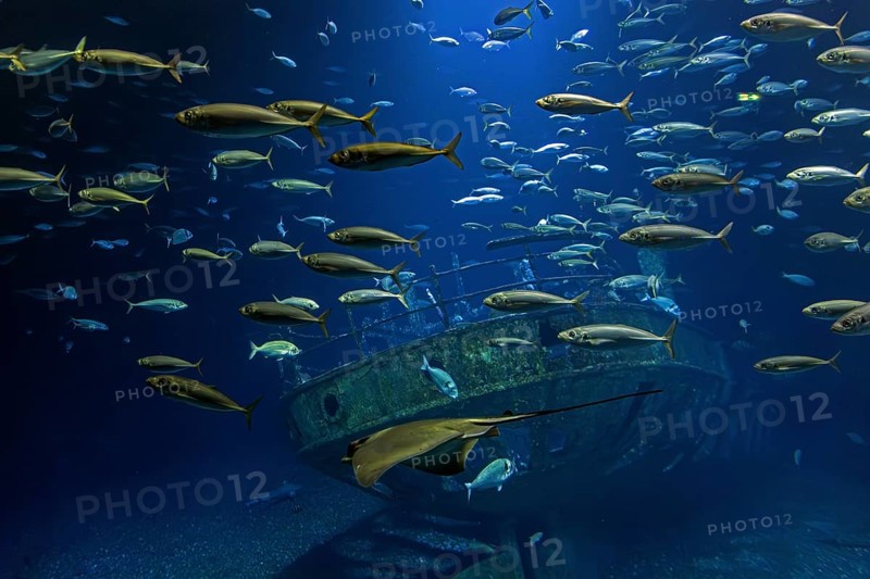 Fish in the huge aquarium in the Ozeaneum, Hanseatic City of Stralsund, Mecklenburg-Western Pomerania, Germany