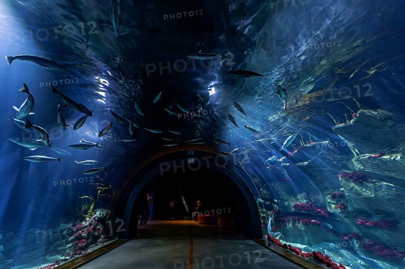 Tunnel aquarium in the Ozeaneum, Heligoland Tunnel, Hanseatic City of Stralsund, Mecklenburg-Western Pomerania, Germany