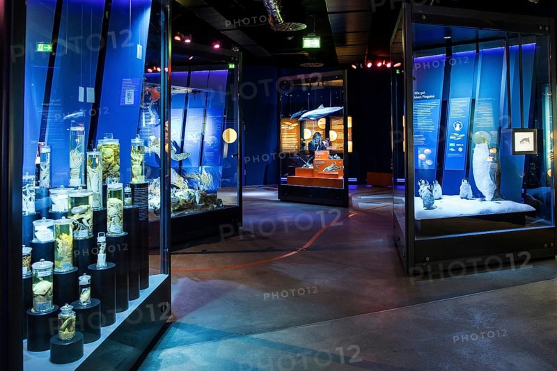 Exhibition room with display cases and animal products in the Ozeaneum, Hanseatic City of Stralsund, Mecklenburg-Western Pomerania, Germany