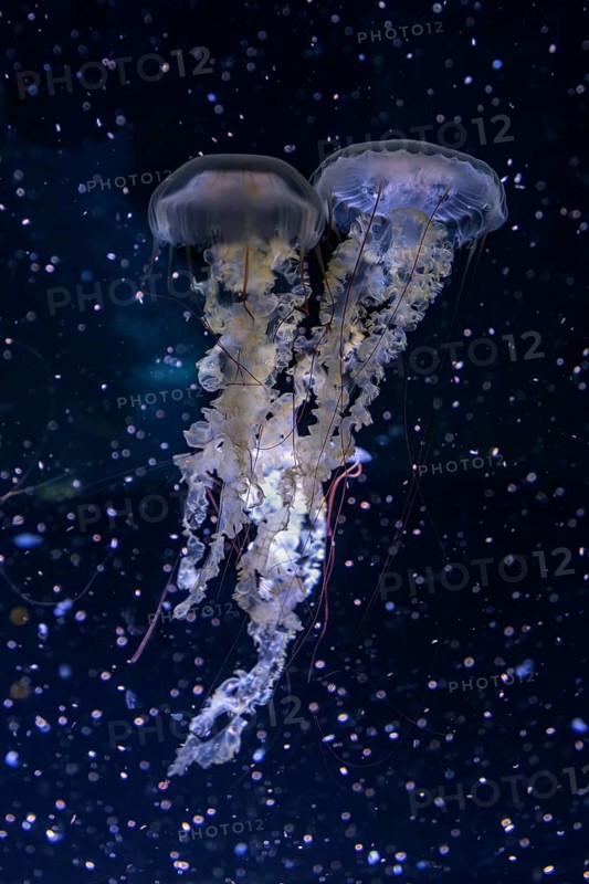 Jellyfish, compass jellyfish (Chrysaora hysoscella), Ozeaneum, Hanseatic City of Stralsund, Mecklenburg-Western Pomerania, Germany