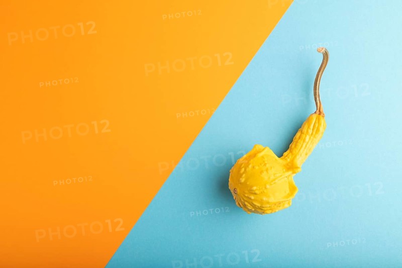 Decorative orange Pumpkin on blue and orange pastel paper background, top view, flat lay, copy space, minimalism