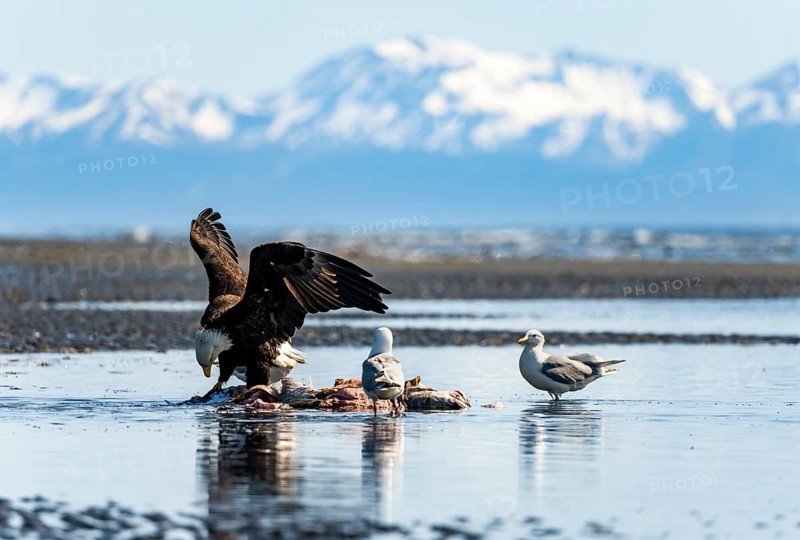 Bald eagle (Haliaeetus leucocephalus) on the beach near prey, Anchor Point at Cook Inlet, Anchor River State Recreation Area, Alaska, USA