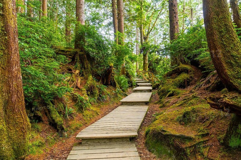 Wooden boardwalk winding through a vibrant green rainforest in tofino, located on vancouver island, british columbia, offering a tranquil escape into nature