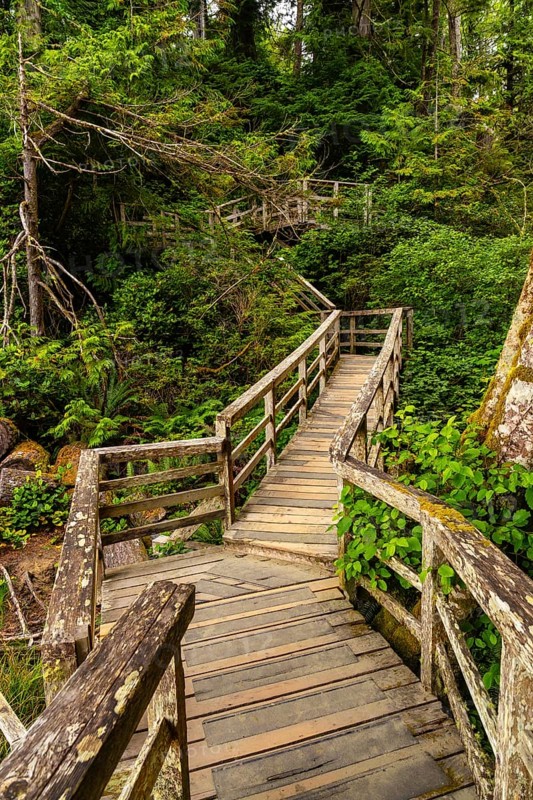 Wooden pathway winding through a lush, vibrant rainforest in tofino, british columbia, providing a serene escape into the heart of nature's untouched beauty