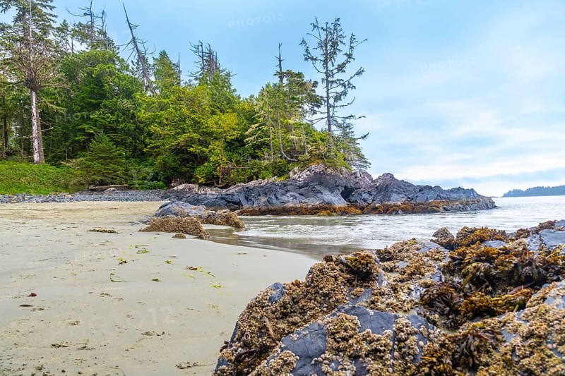 Ocean waves washing ashore on a sandy beach in tofino, british columbia, with rocky outcrops, barnacles, seaweed, and coniferous trees in the background under a cloudy blue sky