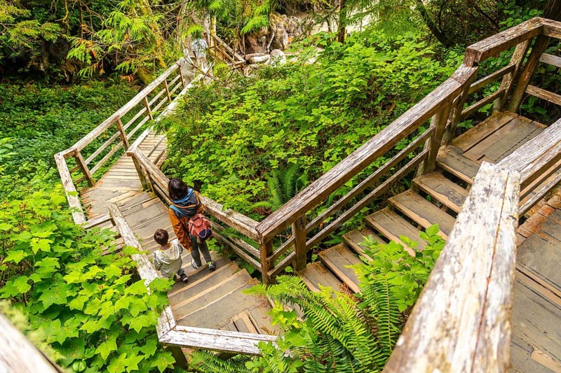 Tourists are descending a weathered wooden staircase amidst the verdant foliage of a rainforest in tofino, creating a serene scene of nature and exploration