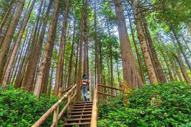 Tourists walking up wooden stairs amidst lush green vegetation and tall trees on a rainforest trail in tofino, british columbia, enjoying summer vacation in nature