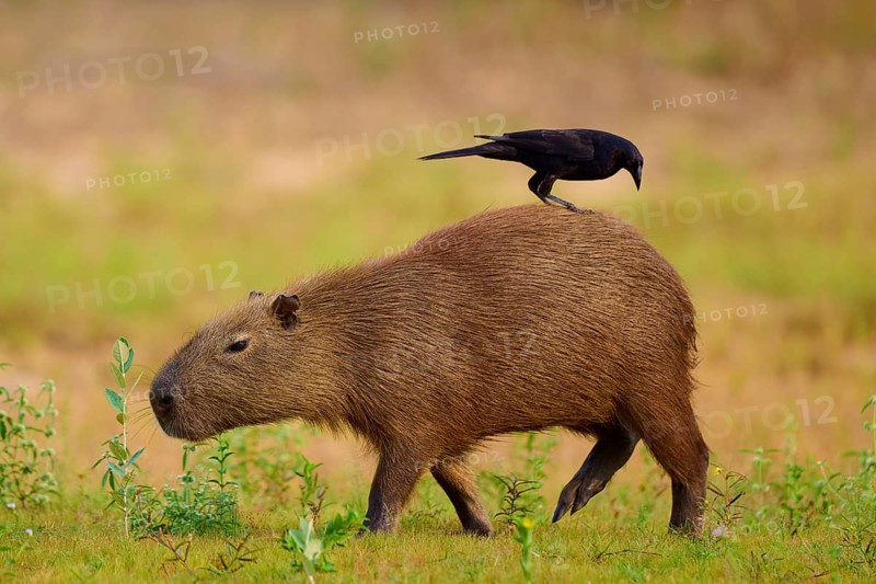 Black bird standing on a walking capybara in a natural environment, Capybara, capybara (Hydrochoerus hydrochaeris), giant cowbird (Molothrus oryzivorus), Rio Negro, Pantanal, UNESCO Biosphere Reserve, Mato Grosso, Brazil