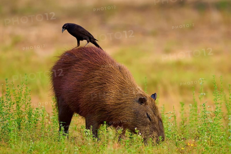 A black bird sitting on a capybara foraging in the grass, Capybara, capybara (Hydrochoerus hydrochaeris), giant cowbird (Molothrus oryzivorus), Rio Negro, Pantanal, UNESCO Biosphere Reserve, Mato Grosso, Brazil