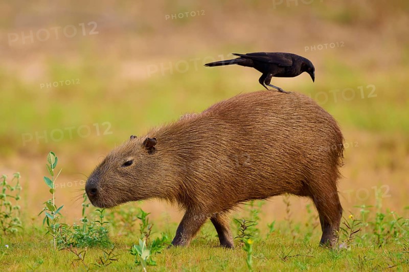 A bird riding on a walking capybara in the grass, Capybara, capybara (Hydrochoerus hydrochaeris), giant cowbird (Molothrus oryzivorus), Rio Negro, Pantanal, UNESCO Biosphere Reserve, Mato Grosso, Brazil