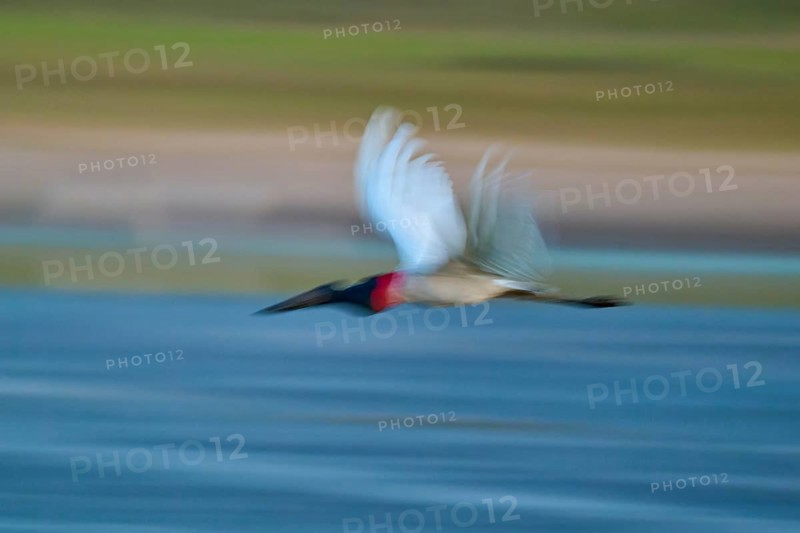 A bird in fast movement over water, with strong colours and blur, Jabiru (Jabiru mycteria), Pantanal, UNESCO Biosphere Reserve, Mato Grosso, Brazil
