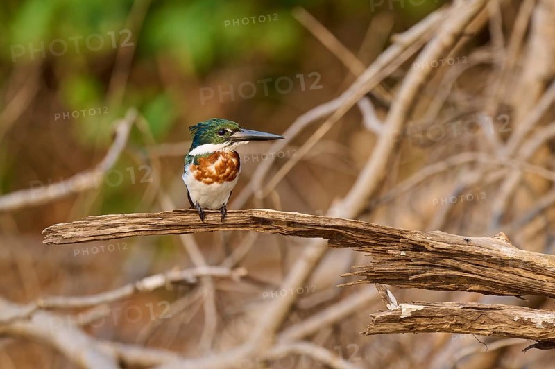 A kingfisher sits in a natural environment on a dry branch in a wooded area, Green Kingfisher (Chloroceryle americana), Rio Negro, Pantanal, UNESCO Biosphere Reserve, Mato Grosso, Brazil