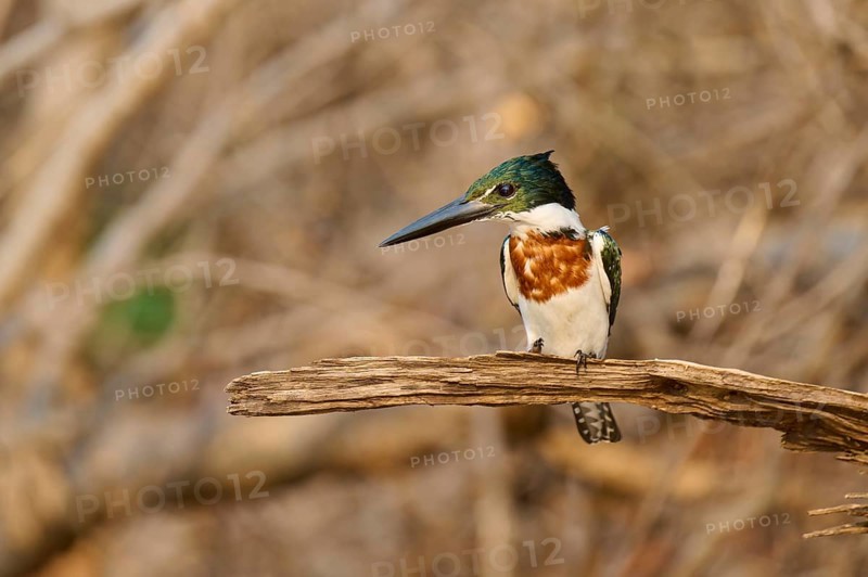 A kingfisher on a branch, surrounded by natural vegetation, in a quiet forest, Green Kingfisher (Chloroceryle americana), Rio Negro, Pantanal, UNESCO Biosphere Reserve, Mato Grosso, Brazil