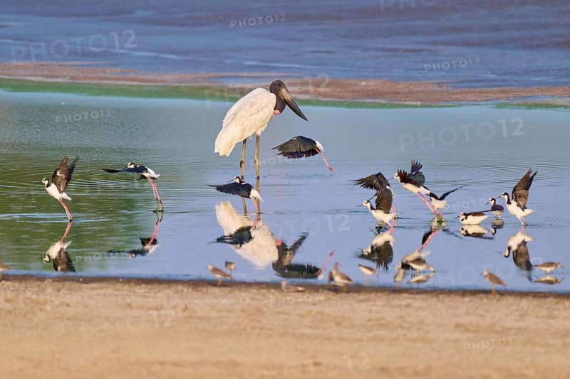 Birds by the water with reflections, peaceful atmosphere in natural colours, Jabiru (Jabiru mycteria), Black-necked Stilt (Himantopus mexicanus), Pantanal, UNESCO Biosphere Reserve, Mato Grosso, Brazil